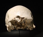 Cráneo 4