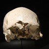 Cráneo 4 en Museo de la Evolución Humana (MEH), Burgos