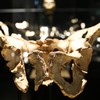 Exposición sobre los Yacimientos de la Sierra de Atapuerca en Museo de la Evolución Humana (MEH), Burgos