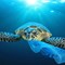 Cine Ambiental: “Un Océano de plástico” en Oficina Verde de la UBU, Burgos